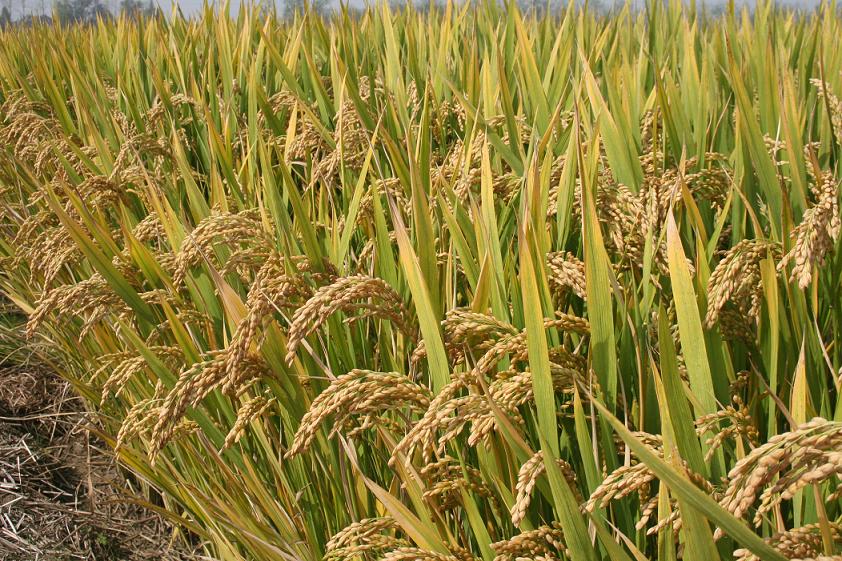 武運粳23.jpg 武運粳23.jpg